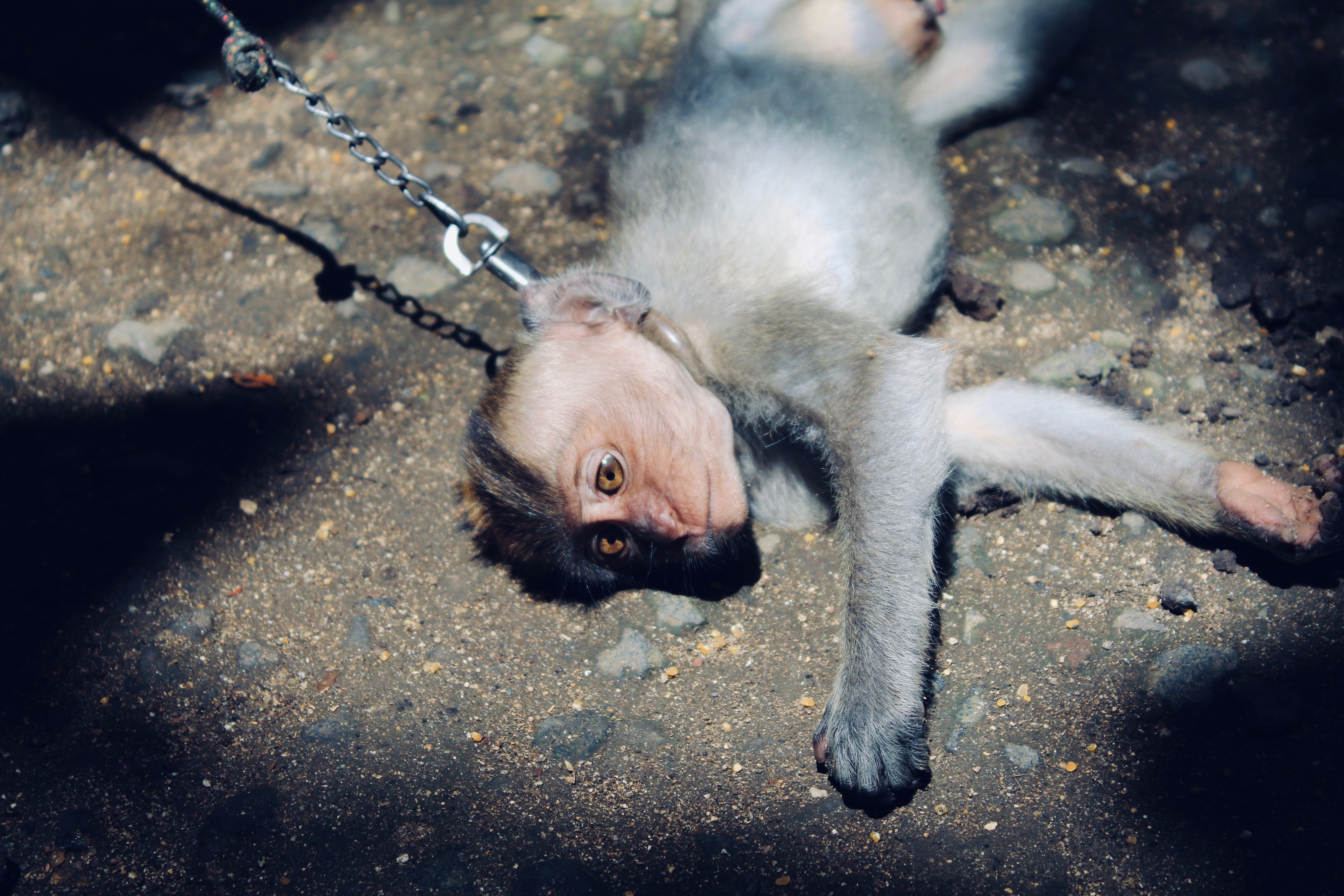 Photo of animal cruelty, Image Credit: Unsplash / Denilo Vieira 