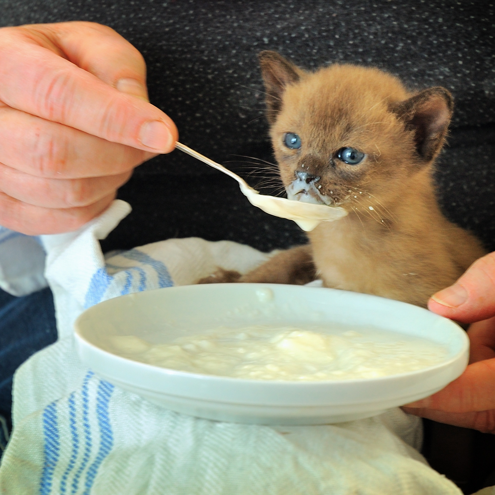 Можно котят кормить взрослым кормом. Котенок кушает. Кормление котят. Еда для котят. Котенок испачкался в еде.