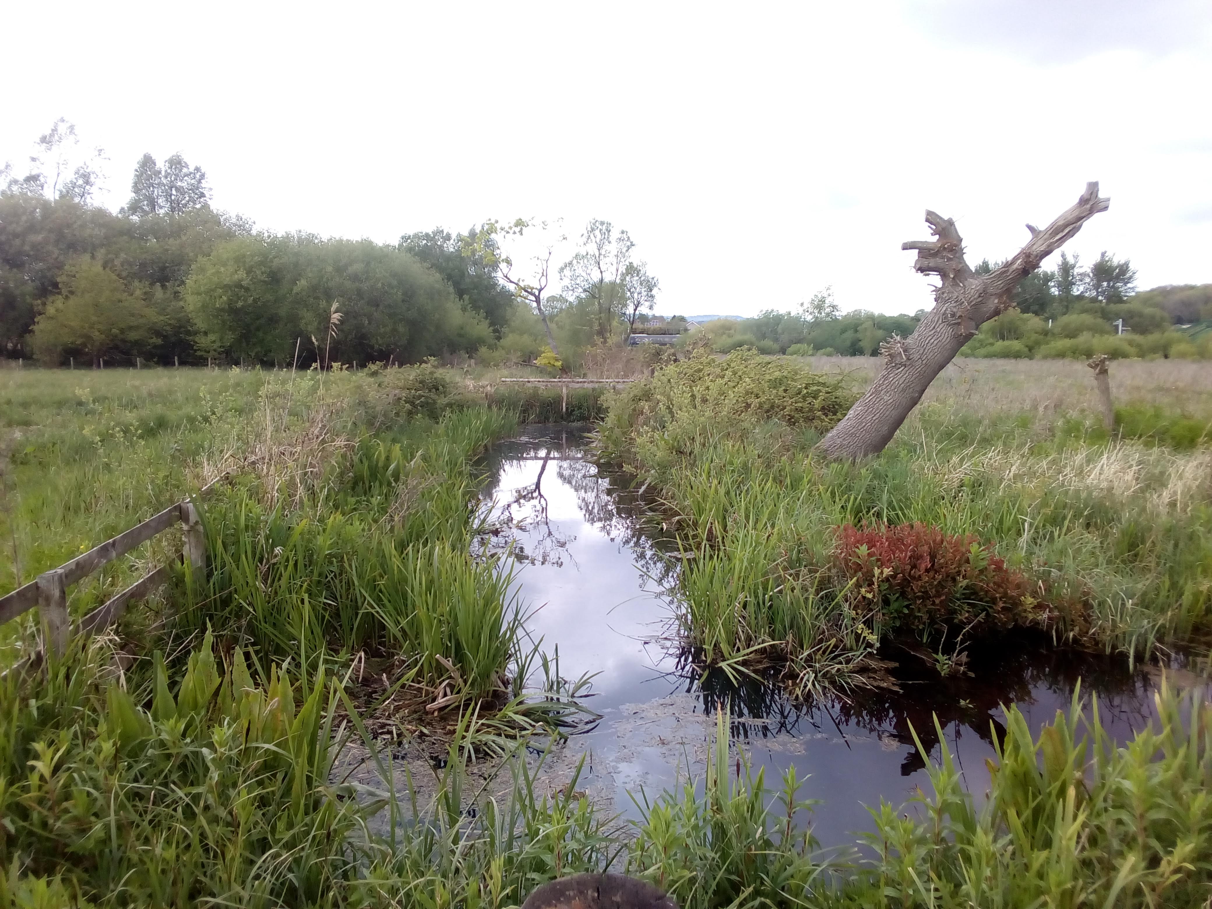 Wetlands in South Whales