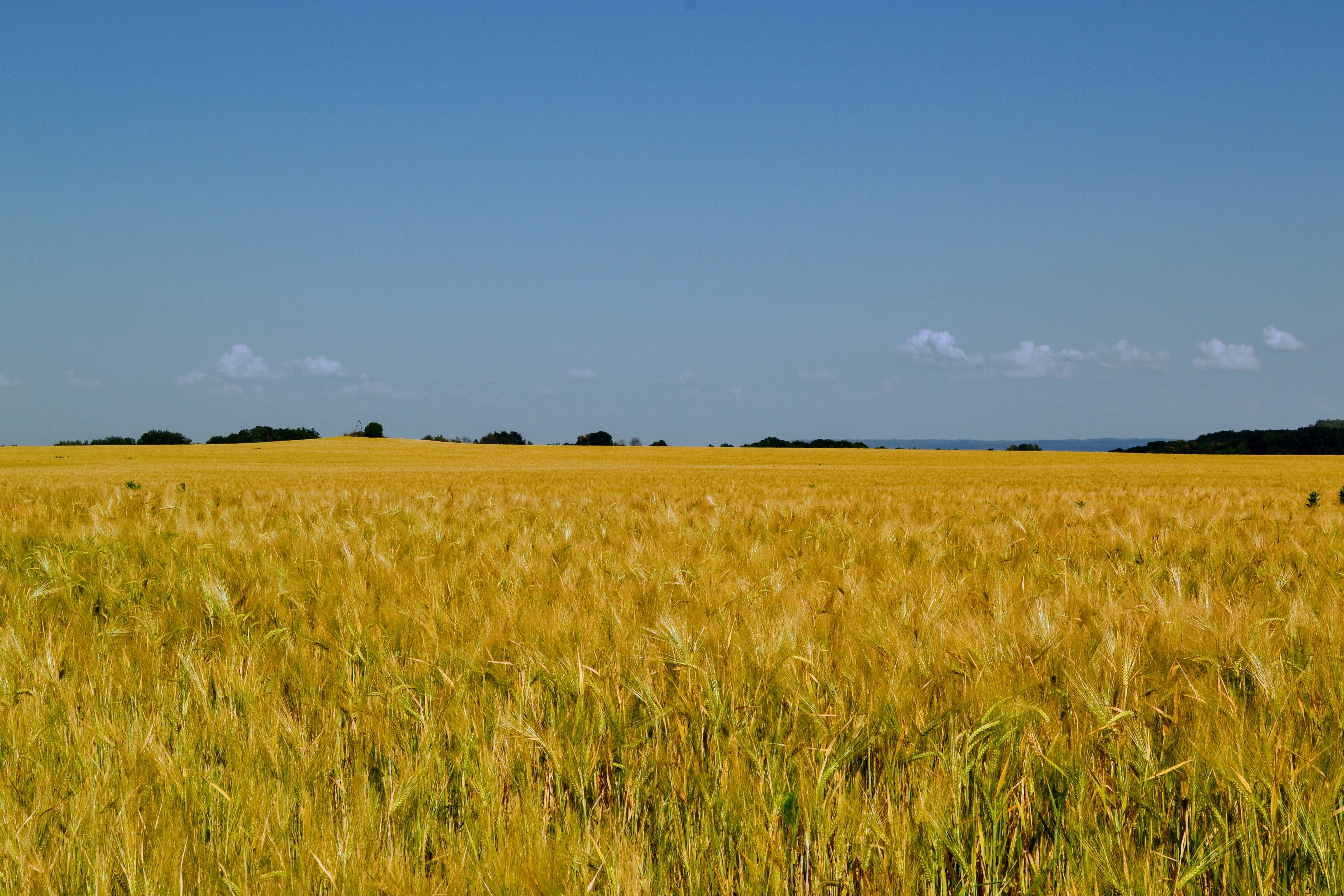 A yellow wheat field contrasts with a bright blue sky