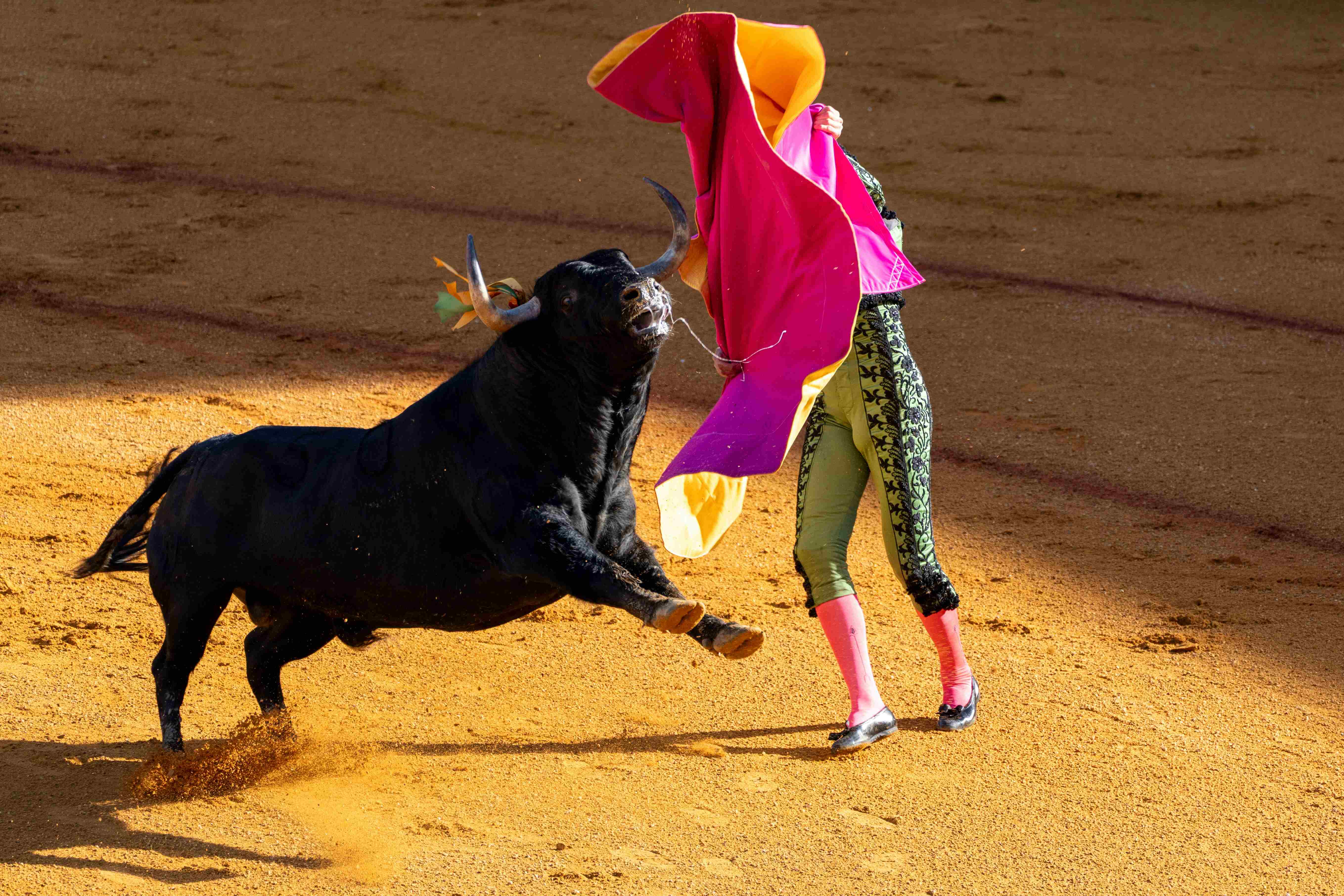 A Bullfight in Sevilla, Spain, 2024; Image Credit: Paul Kenny McGrath via Unsplash