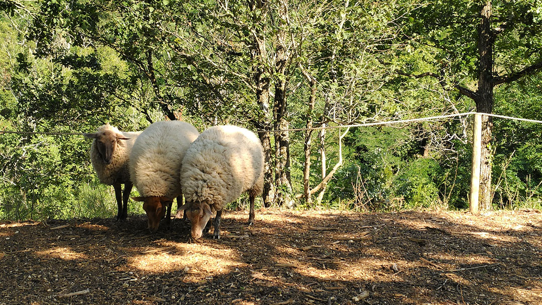 Three sheep huddle together surrounded by forest in the French countryside