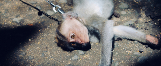 Photo of animal cruelty, Image Credit: Unsplash / Denilo Vieira 