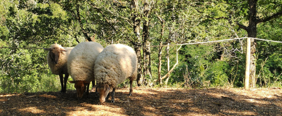 Three sheep huddle together surrounded by forest in the French countryside