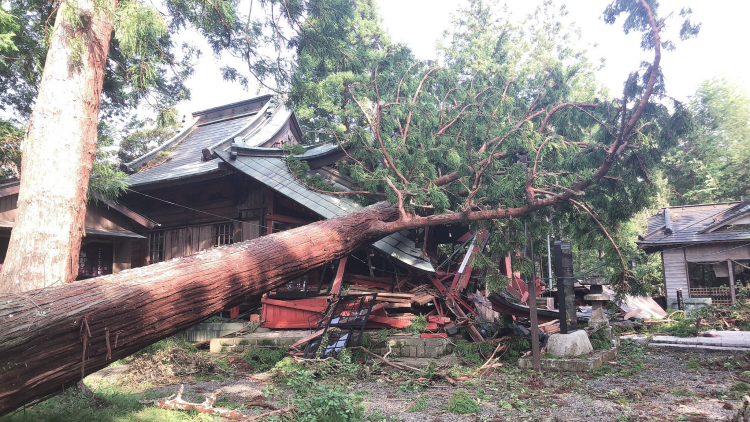 Large tree falls onto house